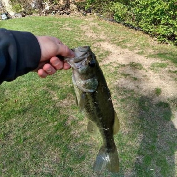 Meet your Posher, Thomas - Picture 1 of 1